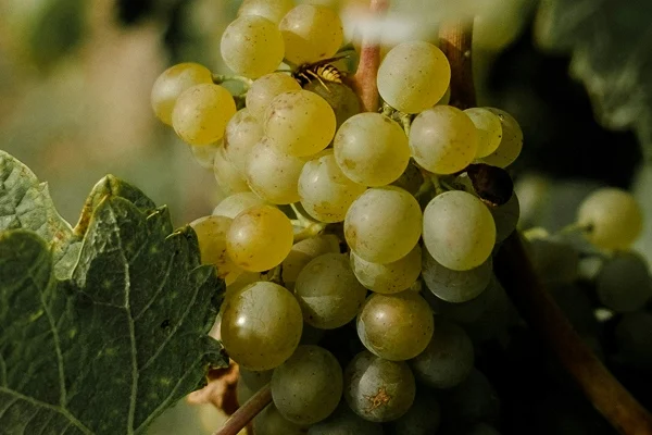 viva-sustainability-hero