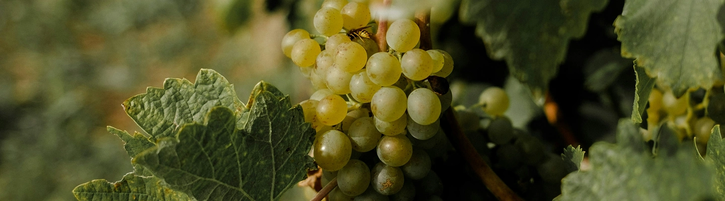 viva-sustainability-hero